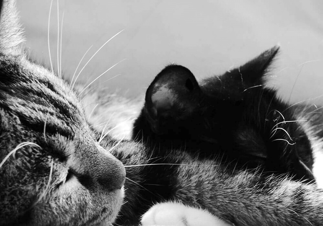 Deux chats dorment ensemble