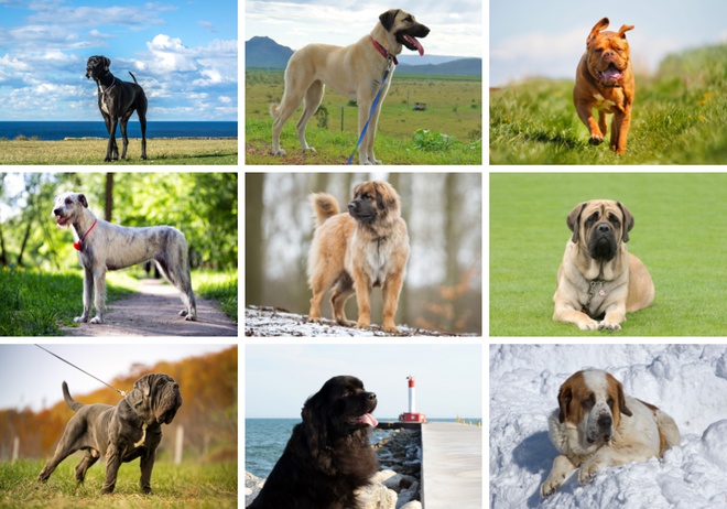 big dog breeds list