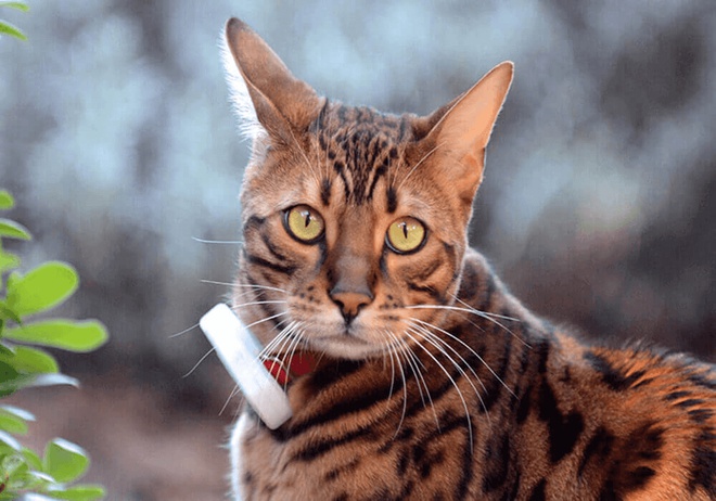 Chat portant un collier GPS Weenect