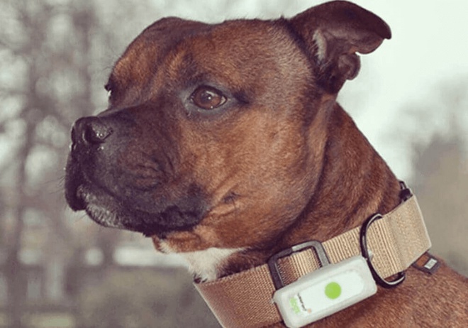 Chien portant un collier GPS Weenect