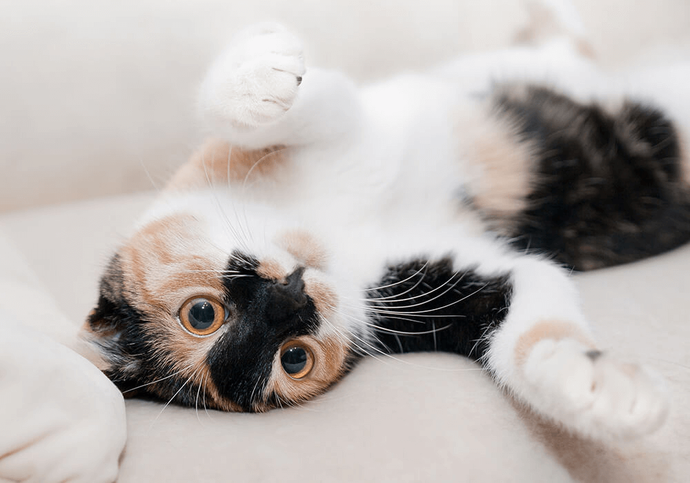 Chat allongé sur un canapé