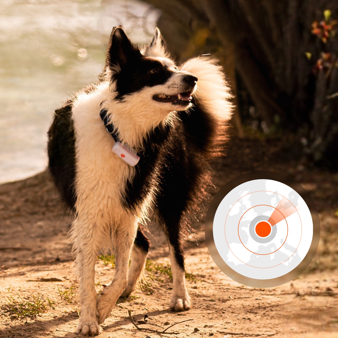 connection weenect xs dog tracker