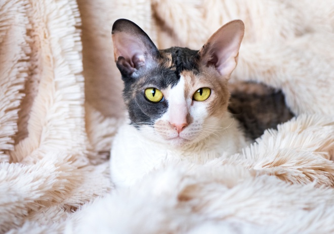 Un Cornish Rex allongé dans un plaid