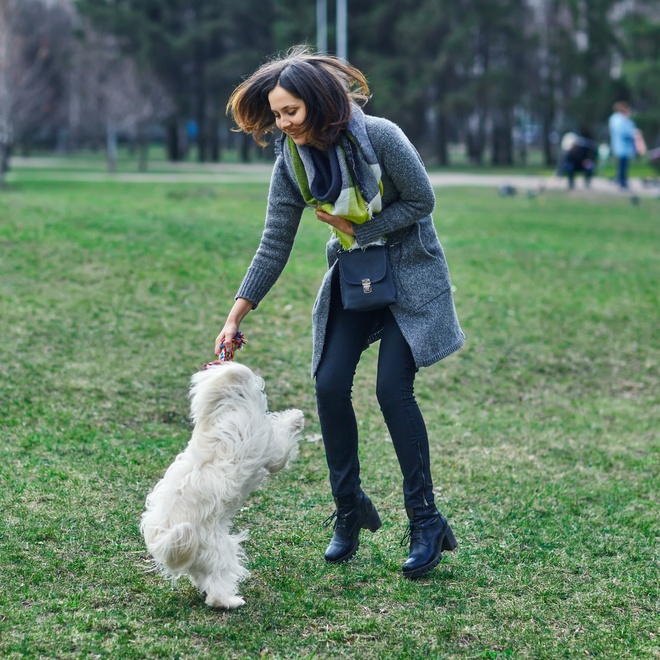 a Coton de Tulear playing with its owner