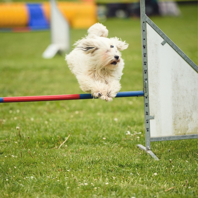 a Coton de Tulear in an agility course