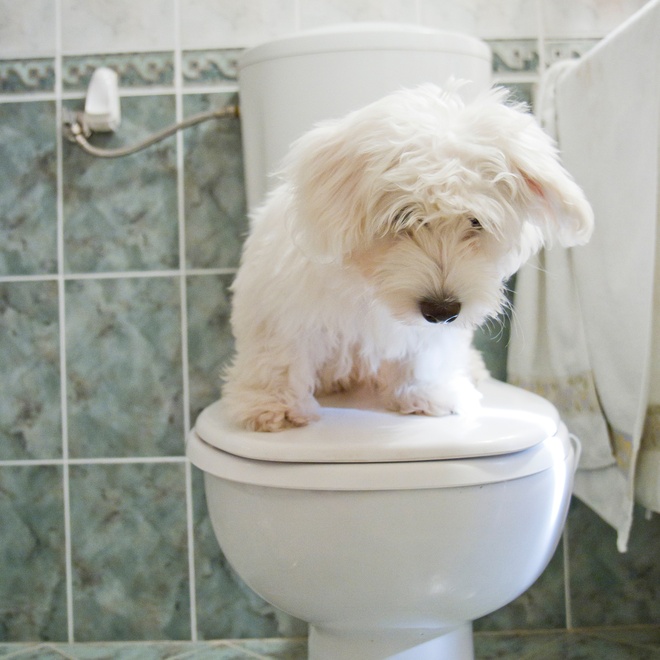 a Coton de Tulear on a toilet seat