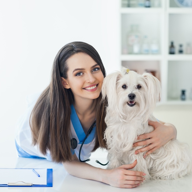 a Coton de Tulear next to a person