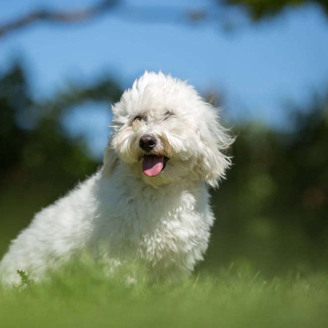 portrait of a Coton de Tulear sticking out its tongue