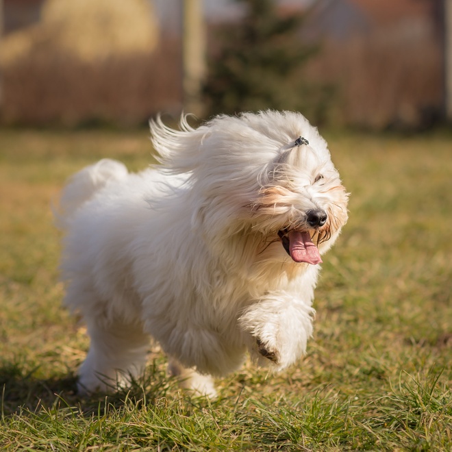 a Coton de Tulear running in the grass