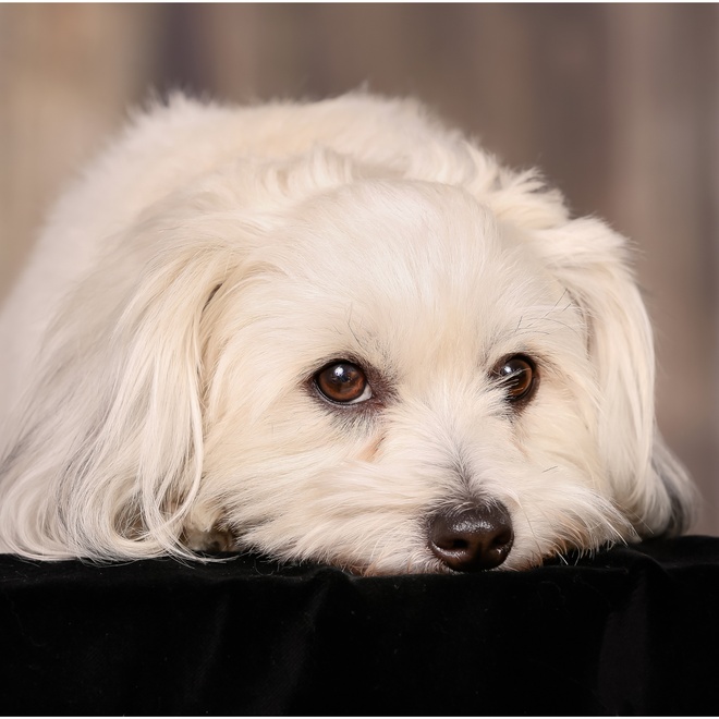 the head of a Coton de Tulear placed on a cushion