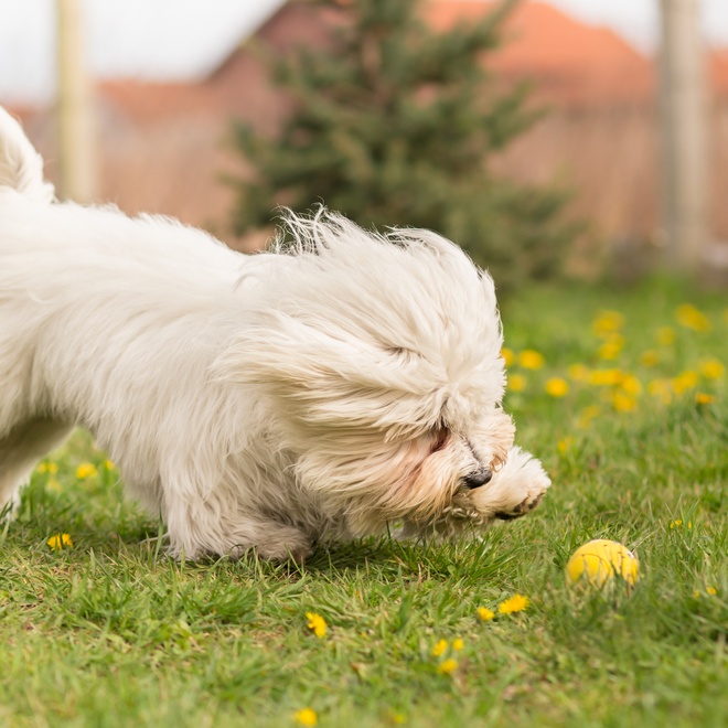 un coton de tulear qui joue avec une balle