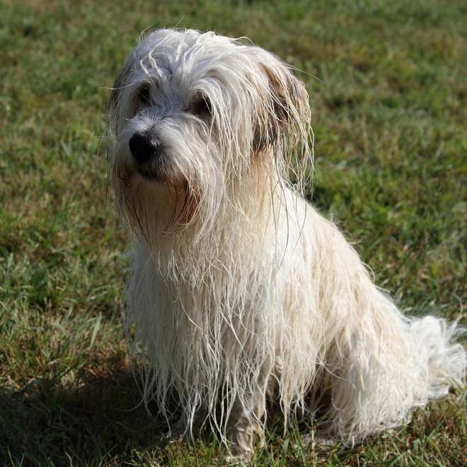 a Coton de Tulear with a soaked coat sitting in the grass