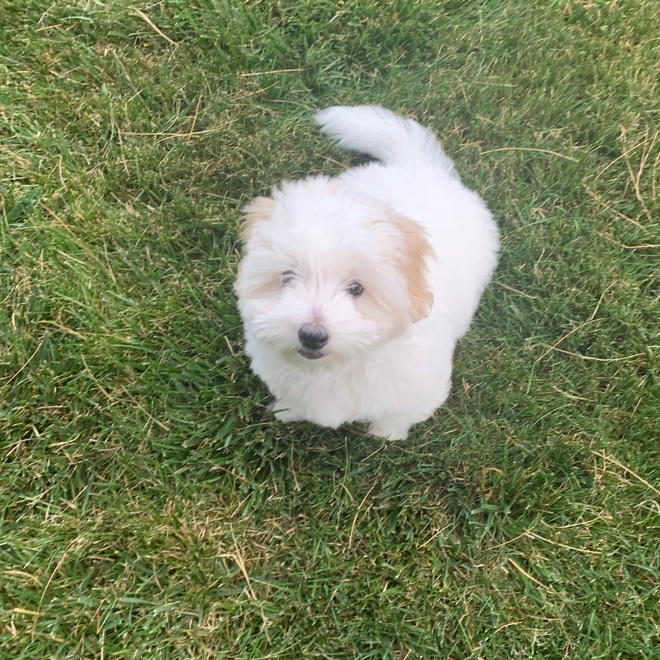 a small Coton de Tulear sitting in the grass, seen from above