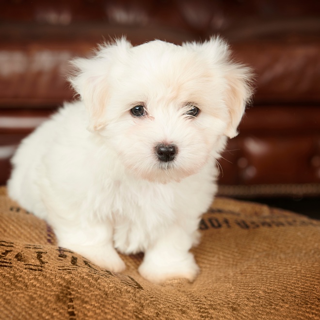 a Coton de Tulear puppy