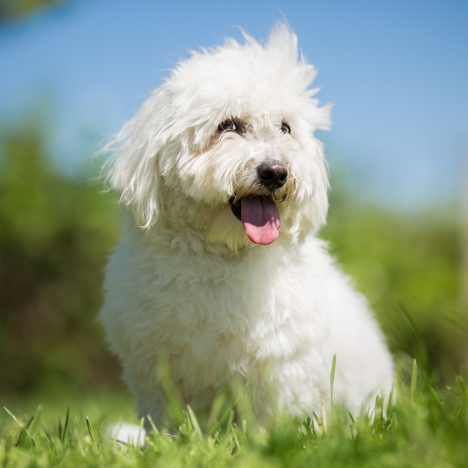 a smiling Coton de Tulear