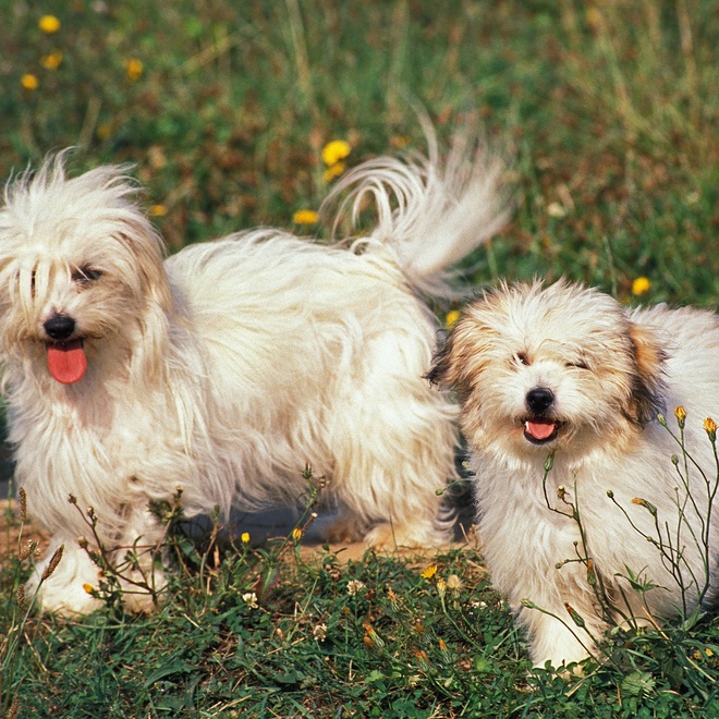 two Cotons de Tulear together in the grass
