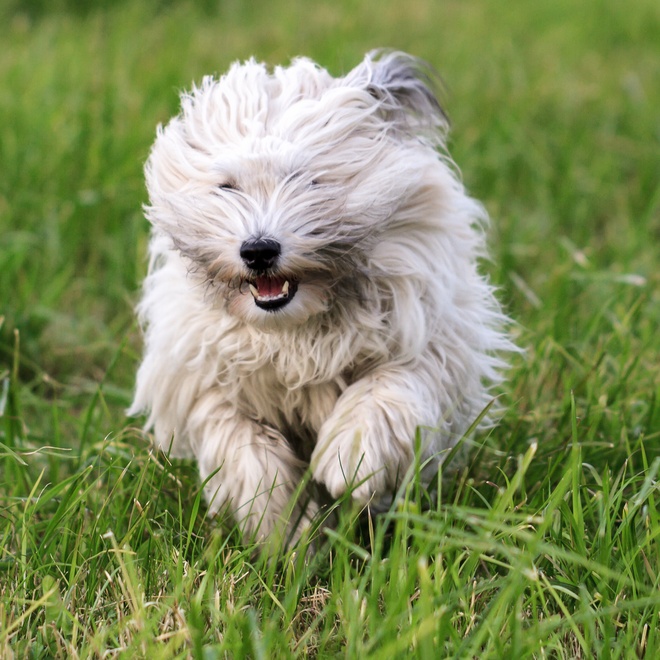 a Coton de Tulear running in the grass