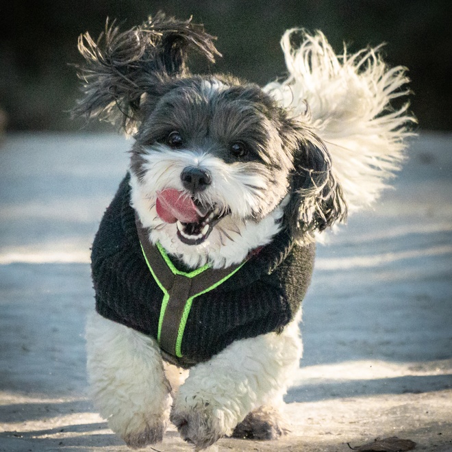 a Coton de Tulear with a suit on him running happily