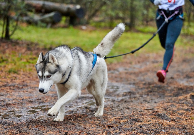 Parc canin de Cointe: un #règlement strict est désormais d'application