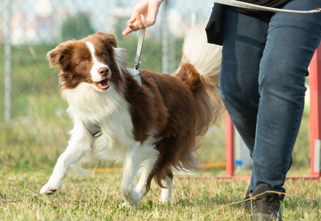 Parc canin de Cointe: un #règlement strict est désormais d'application