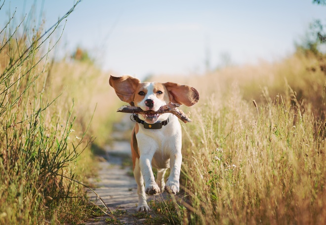 Beagle wearing the Weenect XT tracker running through the fields with a stick in its mouth