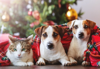 cp-noel_des_animaux-principal