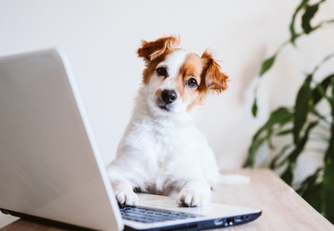 cp chiens au bureau