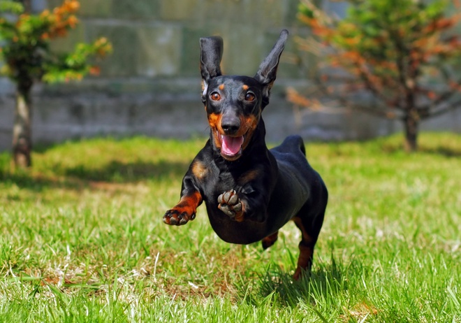 A Dachshund running in a garden.
