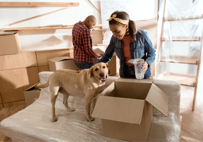 Déménagement avec un chien