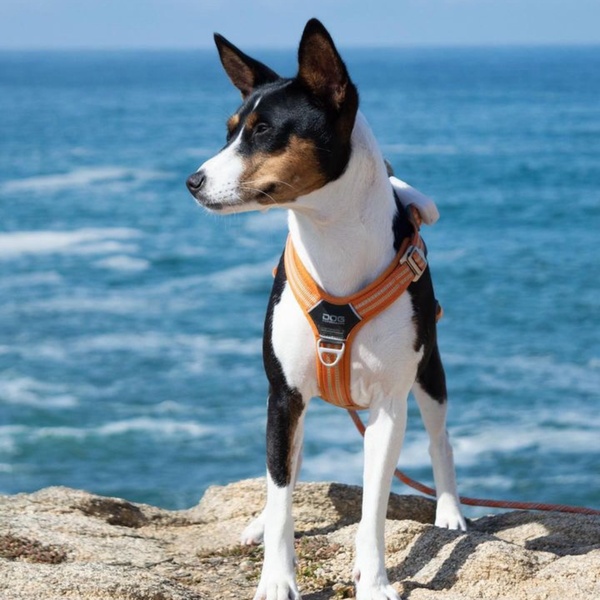 @desrivesdunil.basenji