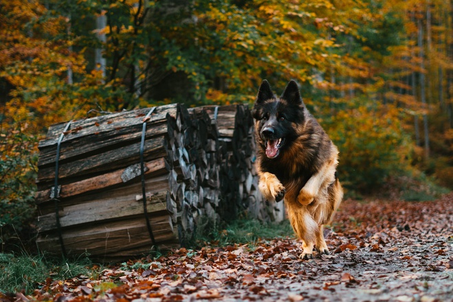 Deutscher Schäferhund auf der Jagd im Wald