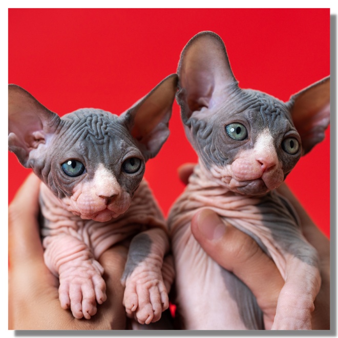 deux chatons sans poils race