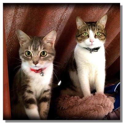 Deux chats posant devant l’objectif