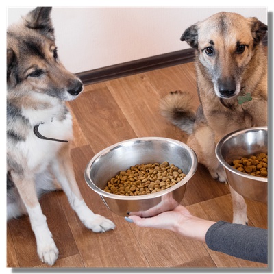 Deux chiens affamés