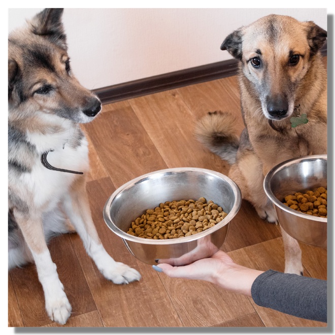 Deux chiens affamés