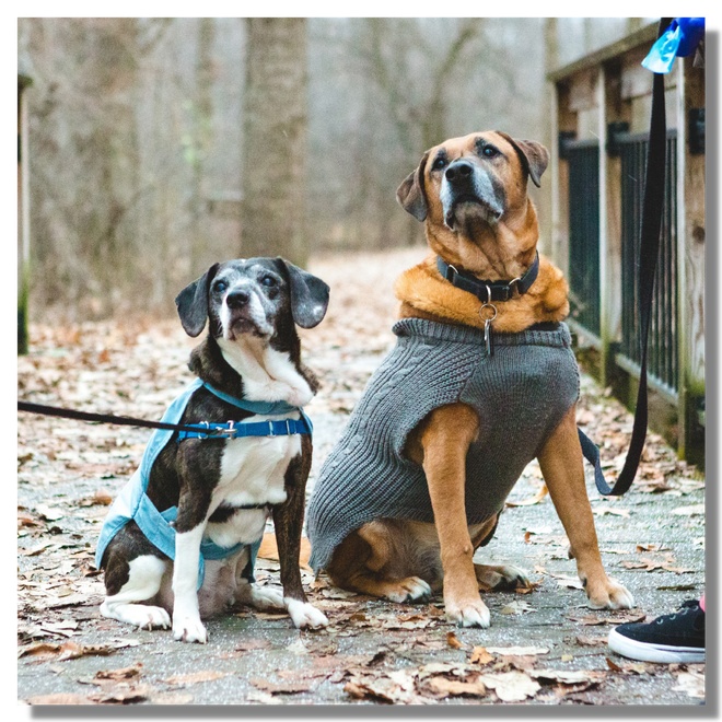 Deux chiens obéissants en laisse