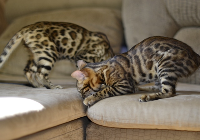 Deux jeunes bengal sur un canapé