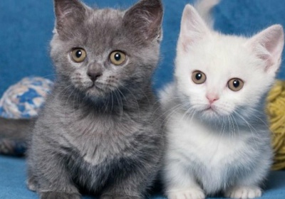 deux petits chats gris et blanc