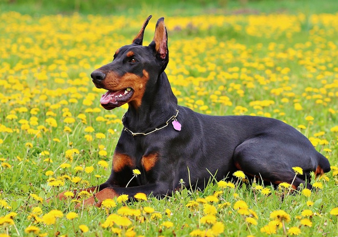 Un Dobermann assis au milieu de fleurs jaunes