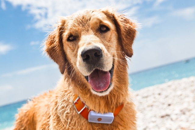 dog-1-with-weenect-xs_white-edition