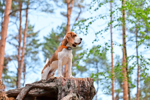 GPS tracker voor jachthonden