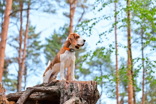 Weenect Dogs 2 - Rastreador GPS para Perros, Seguimiento GPS en Tiempo  Real, Sin límite de Distancia, El Modelo más pequeño del Mercado