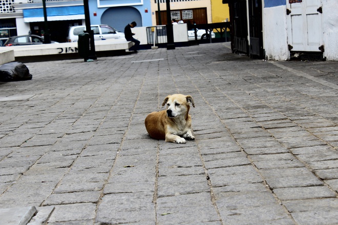 Found a dog sales in the street