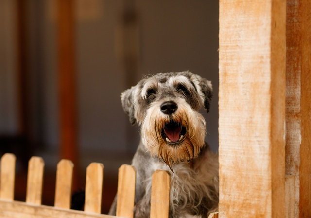 A dog barking by a fence.