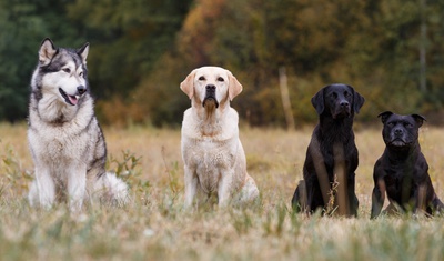 4 dogs of different breeds