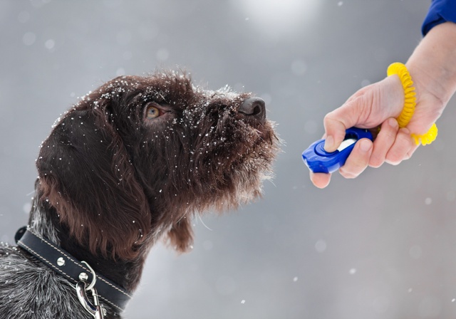 A dog during clicker training.