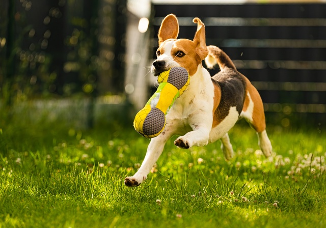 A dog fetching a toy.