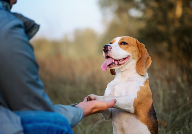 dog giving paw