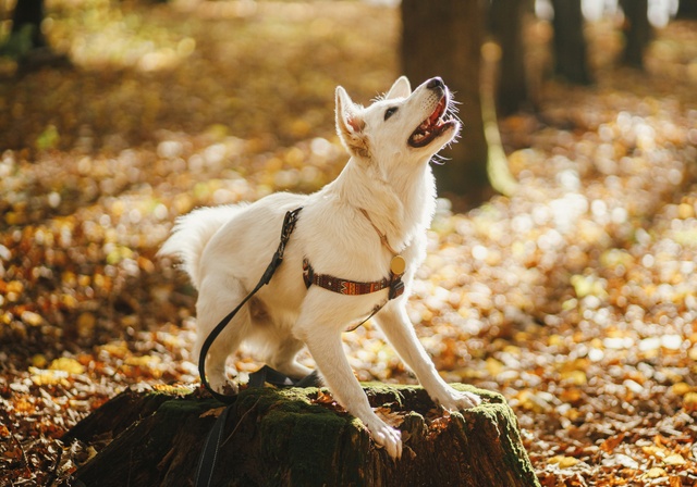 A dog in a forest.