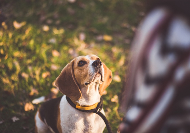 dog in park